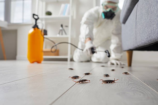 Commercial Kitchen Cockroach Control in Kings Park